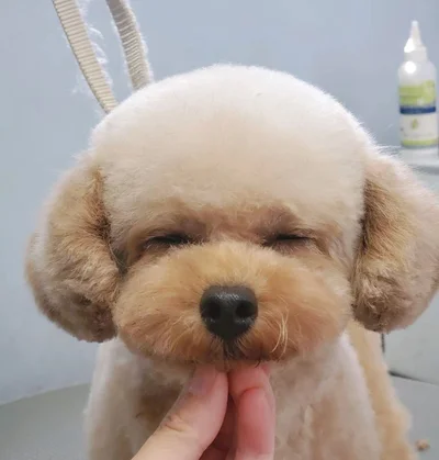 トリミング中の姿▶とってもいい子に頑張っています（⇒次へ）