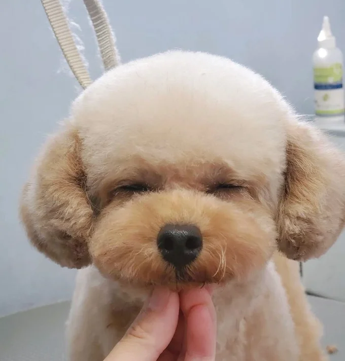 トリミング中の姿▶とってもいい子に頑張っています(⇒次へ)