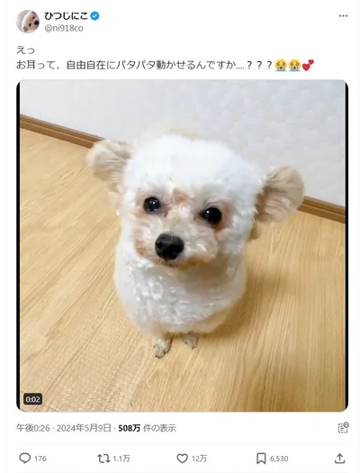 注目を集めたポスト「お耳って自由自在にパタパタ動かせるんですか…？」▶自分が「かわいい」と知っているトイプーのクーさんのあざとかわいさメロメロ！『うちのトイプーがアイドルすぎる。』は次画像から読めます（⇒次へ）