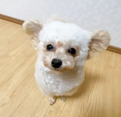 お耳がパタパタと動くんです▶次は閉じた状態（⇒次へ）