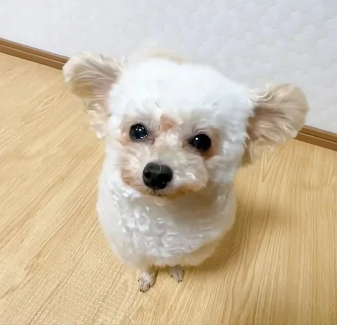 お耳がパタパタと動くんです▶次は閉じた状態(⇒次へ)