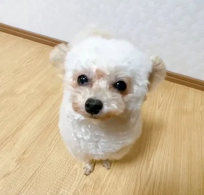 パタン▶次は開きます（⇒次へ）