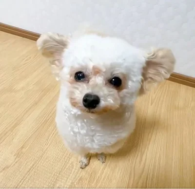 パタパタ▶可愛すぎます…！（⇒次へ）