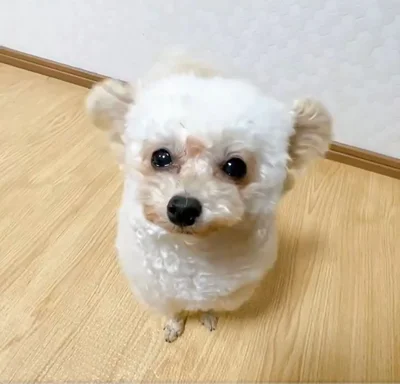 飼い主さんもびっくり▶ずっとカメラ目線なのも可愛いです（⇒次へ）