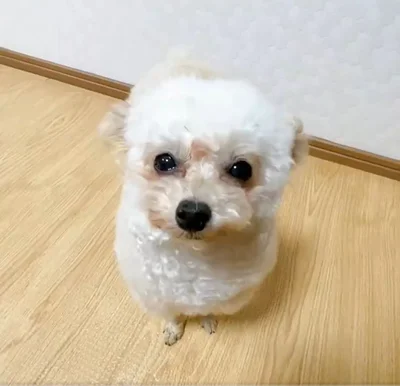 パタンと閉じたお耳▶この時のポストは12万いいね！を集めました（⇒次へ）