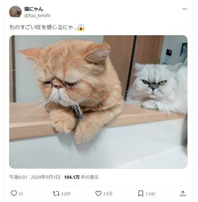3.5万いいね獲得！ ものすごい圧を放っている猫のブルルンちゃんと、その眼光に困惑するこぶ茶くん（⇒次へ）