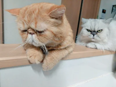 「ものすごい圧を感じるにゃ…」この後どうなった？（⇒次へ）