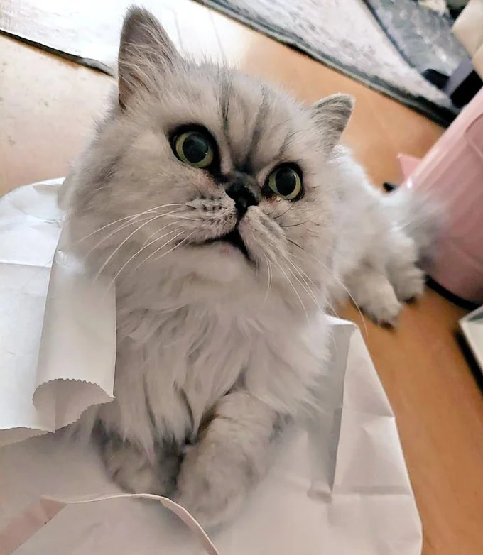 普段はぱっちりおめめで可愛いですね！こぶ茶くんと別の猫ちゃんの写真も（⇒次へ）