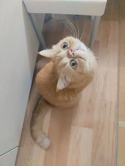 こんなふうに見上げられたら、おやつをあげたくなっちゃいます　そんなこぶ茶くんのことを大好きなのは？（⇒次へ）