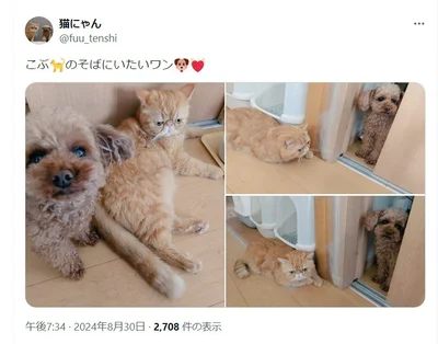 犬のコロ助くんは、おっとりしているこぶ茶くんがお気に入り！（⇒次へ）