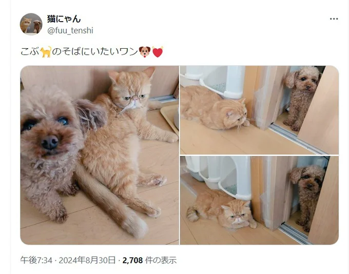 犬のコロ助くんは、おっとりしているこぶ茶くんがお気に入り！（⇒次へ）