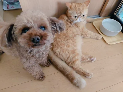 傍にいることが多いそうです。こぶ茶くんもまんざらではない様子（⇒次へ）