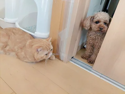 コロ助くんにとって、こぶ茶くんは遊んでくれるお兄ちゃんのような感じなのでしょうか？（⇒次へ）