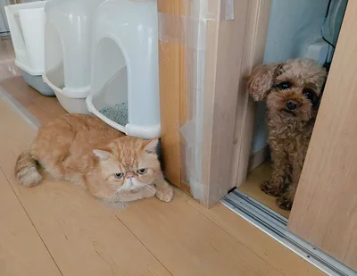 仲良さそうで微笑ましいですね！▶かわいい仕草に癒される大人気猫マンガ『うちの猫がまた変なことしてる。7』は次の画像から読めます（⇒次へ）