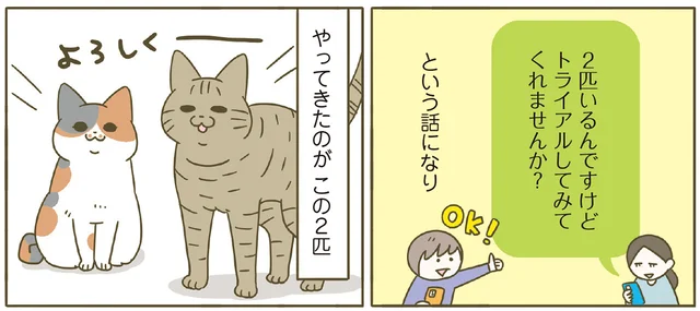 新メンバーを紹介するよ！ 保護猫カフェの閉店をきっかけに、我が家に2匹の猫が仲間入りしました／うちの猫がまた変なことしてる。8（1）