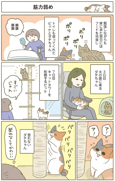『うちの猫がまた変なことしてる。8』より