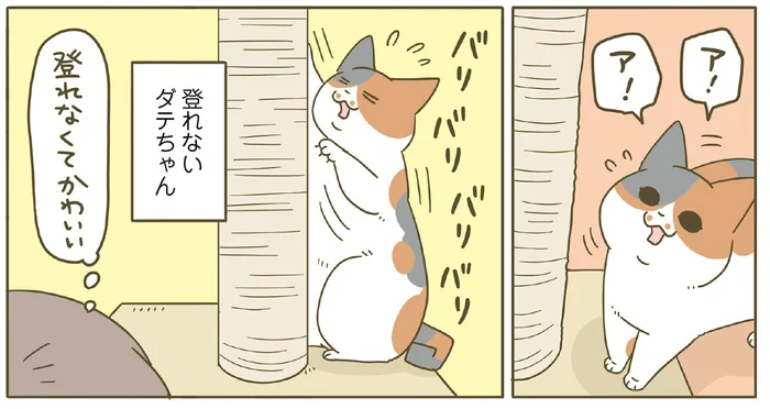 新たな環境にも慣れてきた2匹の猫たち。キャットタワーに登れない筋力の弱さが愛おしい！／うちの猫がまた変なことしてる。8（2）