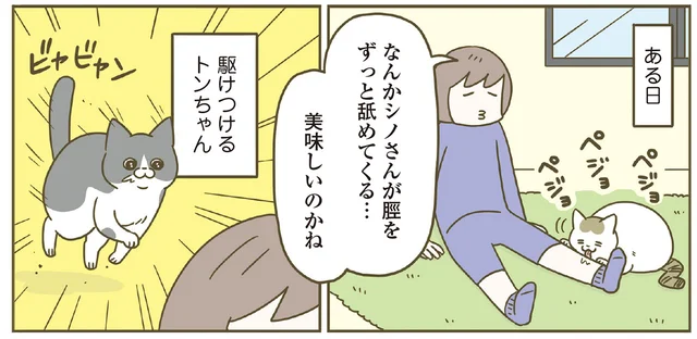 「なんで飼い主のすねを舐めているの？」相棒猫がものを食べているとすぐに駆けつける猫の困惑／うちの猫がまた変なことしてる。8（7）