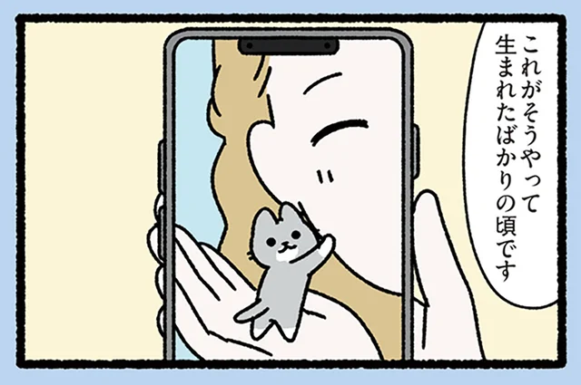 【親指姫なねこ】赤い花から生まれた小さな小さなねこ。今となっては巨大になりました!?／みっけ！ねこむかしばなし（16）