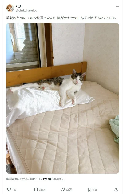 8.5万いいね獲得！「シルク枕は渡さない！」 美髪のために買ったシルクの枕に居座る猫の琥珀くん（⇒次へ）