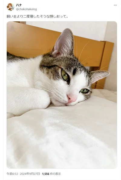 とろんとした目でシルク枕を堪能している琥珀くん。（⇒次へ）