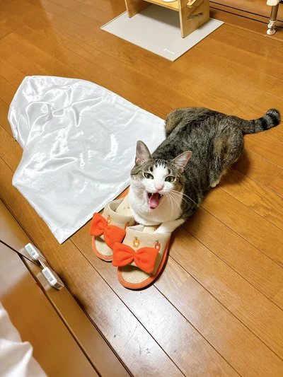 「どやあ！」という声が聞こえてきそうですね！（⇒次へ）