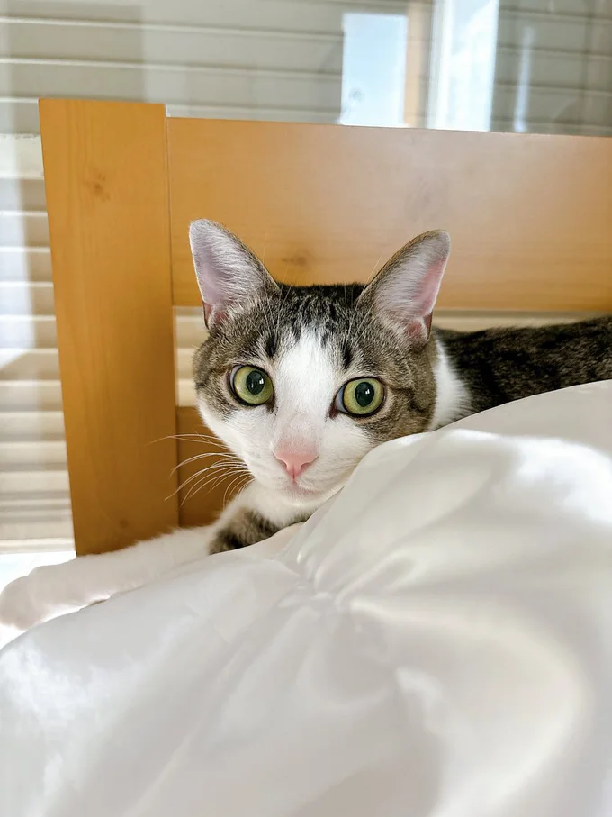 飼い主さんも、こんな目で見られたら手を出せませんね（笑）（⇒次へ）