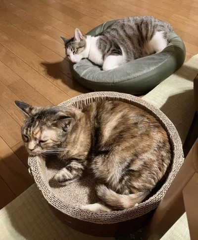 同じ姿で眠る二匹に思わずほっこりしちゃいます！▶かわいい猫のリアルな日常を描く大人気猫マンガ『夜は猫といっしょ5』は次の画像から読めます（⇒次へ）