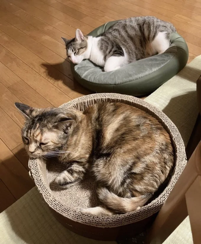 同じ姿で眠る二匹に思わずほっこりしちゃいます！▶かわいい猫のリアルな日常を描く大人気猫マンガ『夜は猫といっしょ5』は次の画像から読めます（⇒次へ）