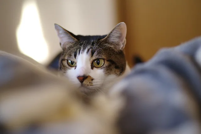 「美猫ちゃん可愛い！」「毛並みが整っちゃう！」　シルクの枕に居座る猫が話題！