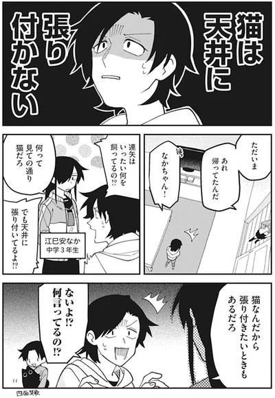 猫は天井に張り付かない