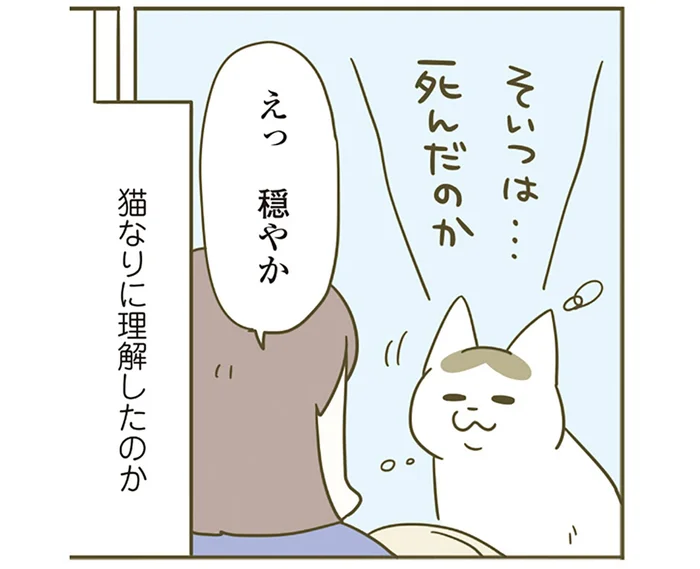「えっ穏やか」飼い主が驚くほどの平静さ。お気に入りのおもちゃが壊れた猫の反応は／うちの猫がまた変なことしてる。5（8）