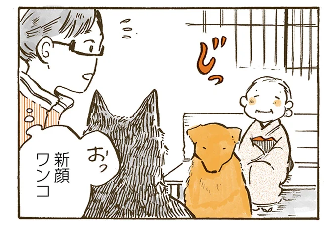 初ドッグランは怖かった?おばあちゃんから離れないレトリバーの真実