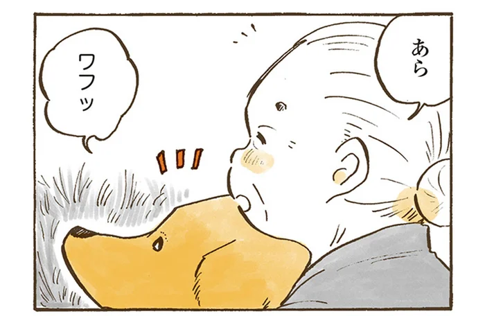 春の草むらはついつい長居。おばあちゃんとレトリバーのお散歩／姫ばあちゃんとナイト（20）