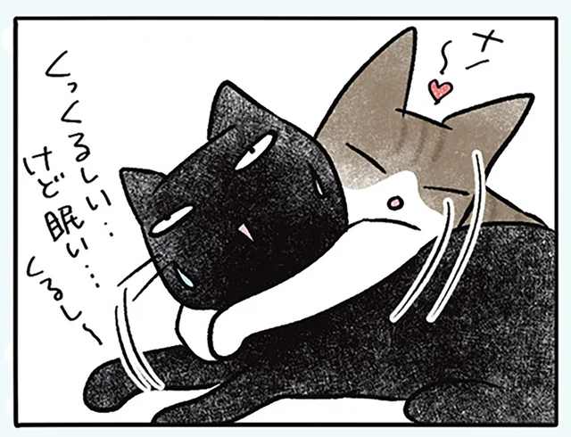 苦しい、けど眠い。乗っかってきた他の子を放っておいて寝続けられる猫がすごい／黒猫ナノとキジシロ猫きなこ（7）