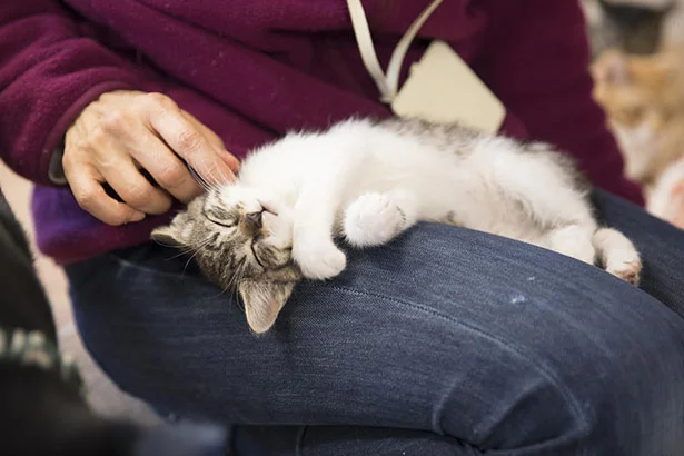 猫は孤独が好きというけれど、時間をかければ信頼関係が生まれる