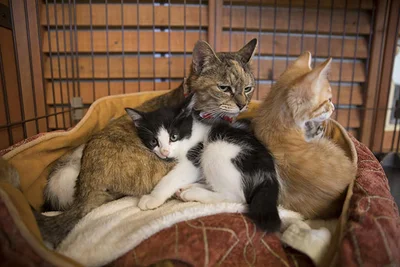 「HOGO猫」には保護猫である母猫から生まれた5匹の子猫が、新しい飼い主の元へ巣立つまでの様子も収録されている