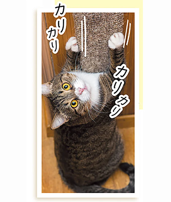 爪研ぎ場を作っておこう