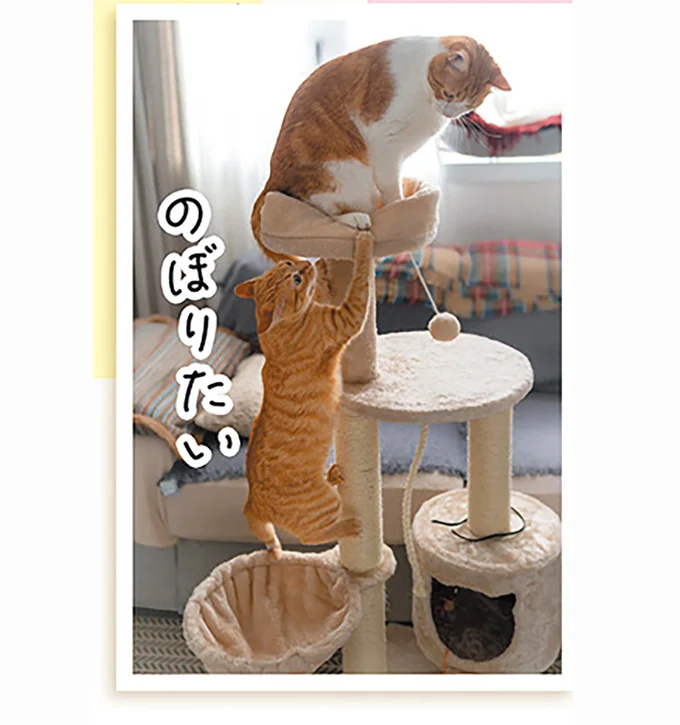 上下運動はキャットタワーでも、家具でもできる