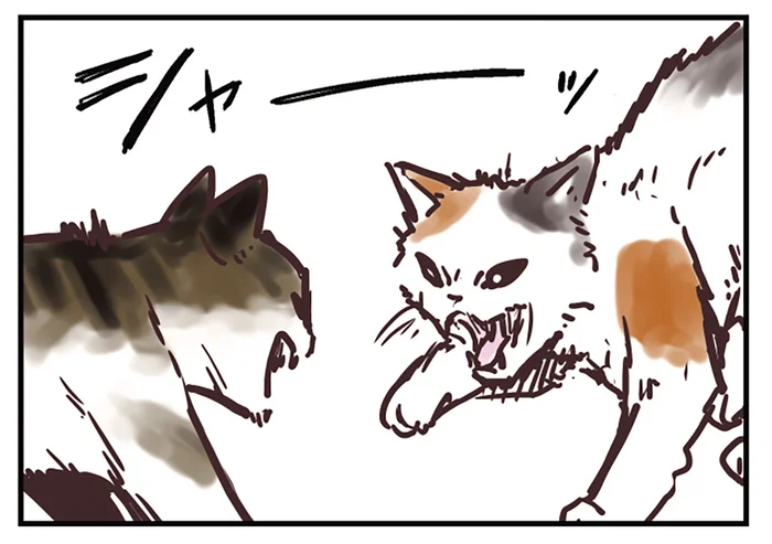 楽しそうに見えてもストレスを抱えている場合が。猫の多頭飼いではゾーン分けが必要！／猫と幸せに暮らすための教科書（5）