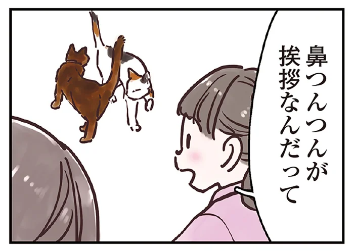 においを嗅ぐ行為は猫なりの挨拶！ 鼻と鼻を合わせて相手を確認する「ノーズタッチ」／猫と幸せに暮らすための教科書（6）