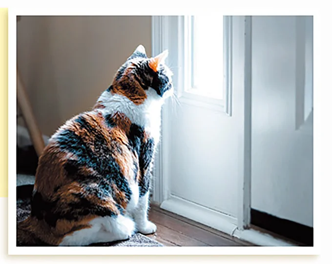 猫はお気に入りの場所で、いくらでもじっと待っています
