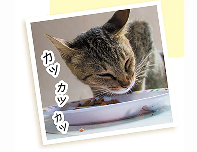 猫にぴったりの食器で、食欲増進!