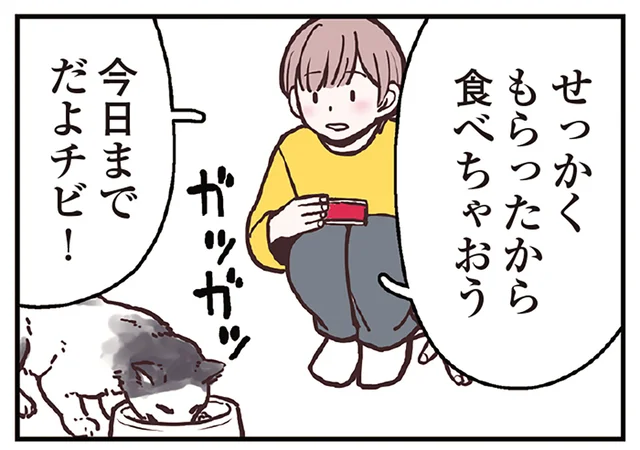 猫にとっての美しさの基準は「くびれ」？ 理想の体形を知り、食事量を調整しよう／猫と幸せに暮らすための教科書（9）