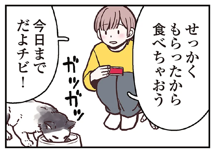 猫にとっての美しさの基準は「くびれ」？ 理想の体形を知り、食事量を調整しよう／猫と幸せに暮らすための教科書（9）