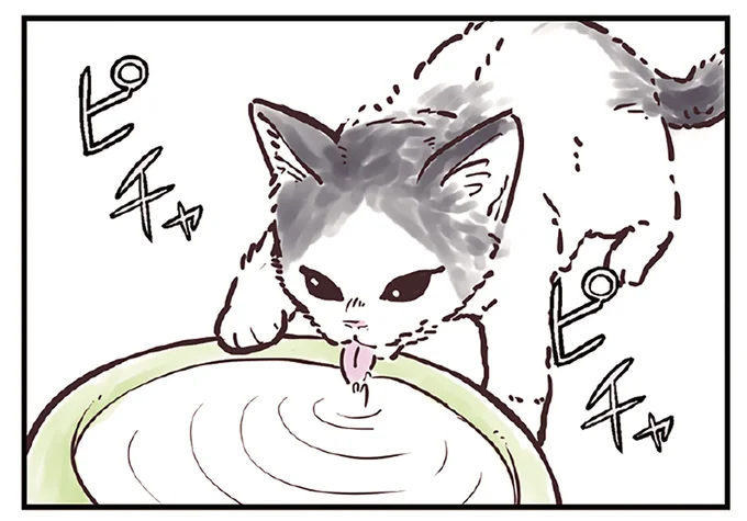 ミルクもフードも子猫専用のものを!