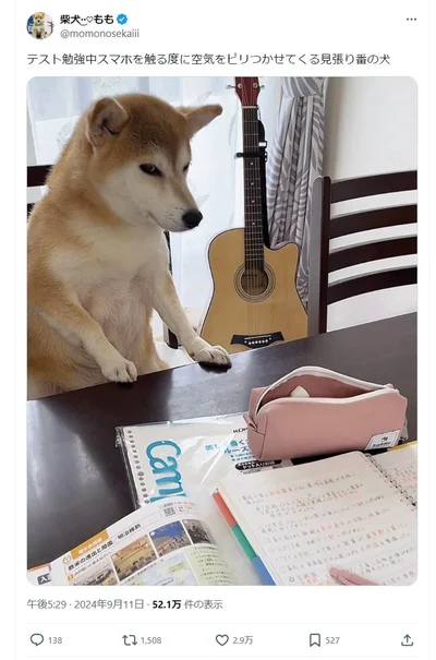 テスト勉強中にスマホを操作する娘さんを見ていたももちゃん▶嬉しい気分のももちゃんの表情は次の写真（⇒次へ）