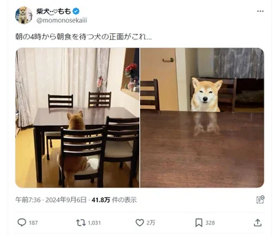 朝の4時から朝食を待つワンコ▶椅子に座ると何か美味しいものが出てくると思っているのかも（⇒次へ）