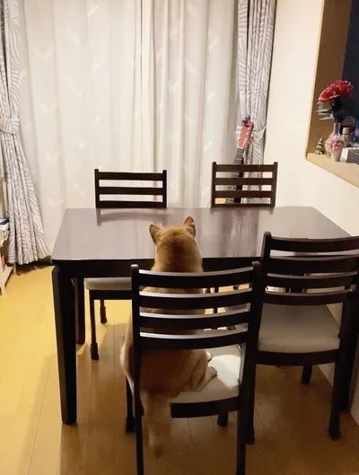 ももちゃんの早起きは日常となっているよう▶正面から見たらどんなお顔をしてる？（⇒次へ）