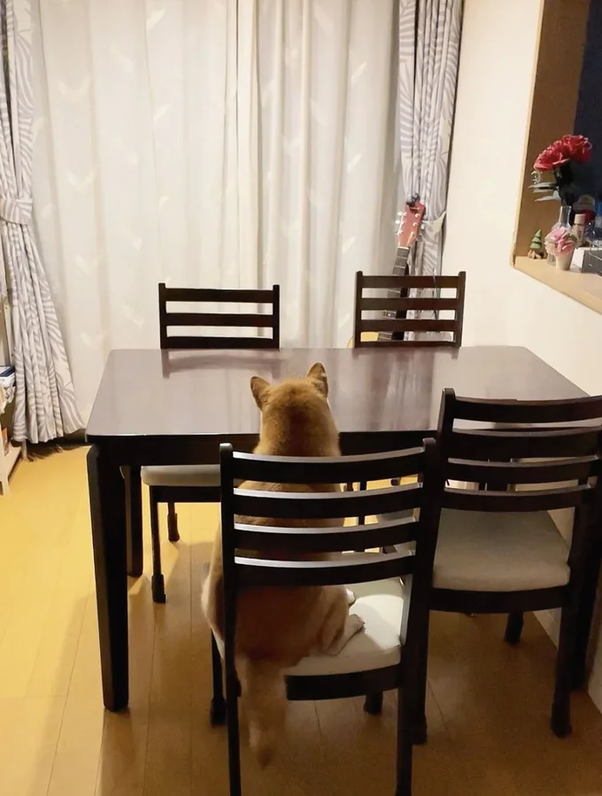 ももちゃんの早起きは日常となっているよう▶正面から見たらどんなお顔をしてる？（⇒次へ）